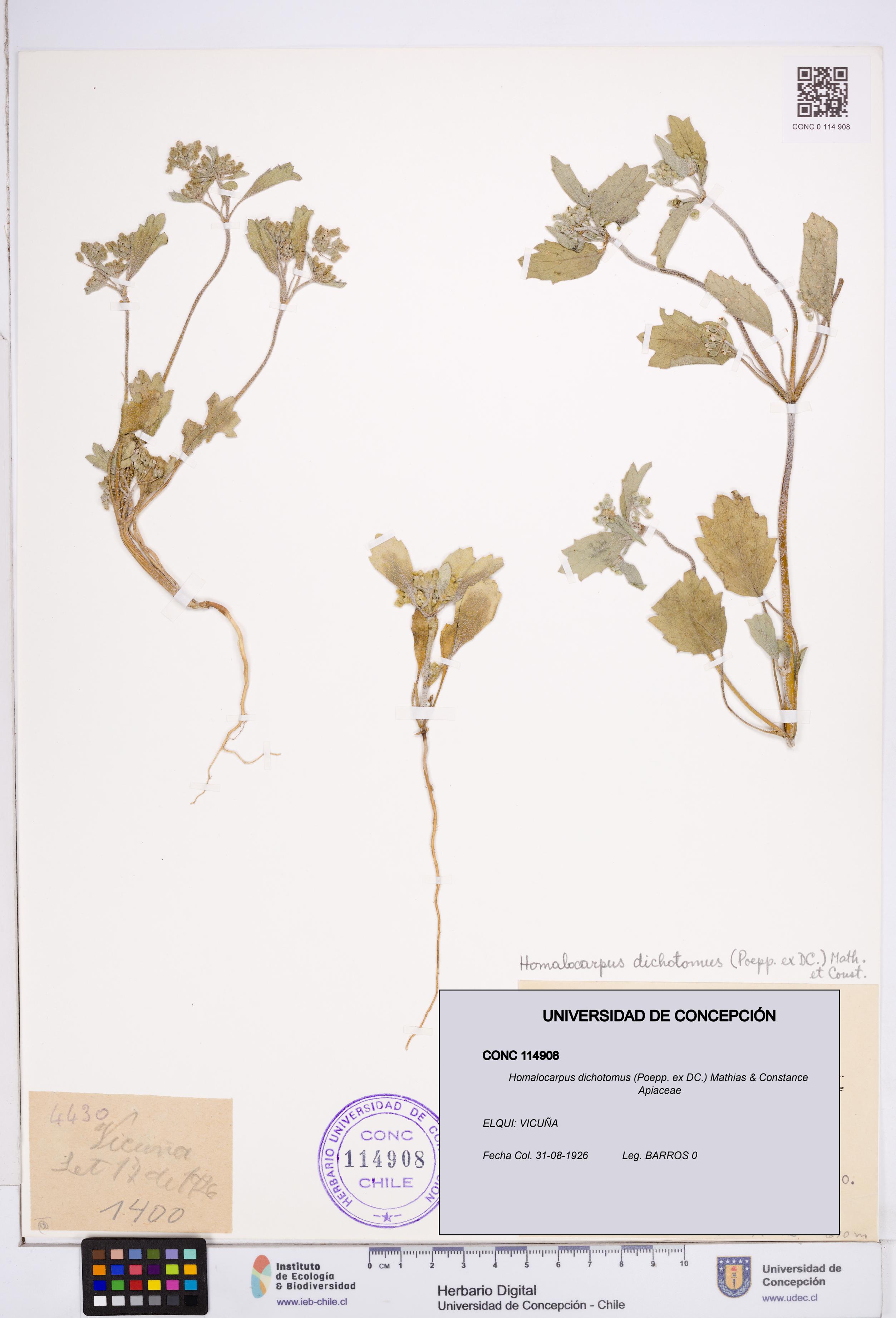 Homalocarpus dichotomus [Espécimen: ]
