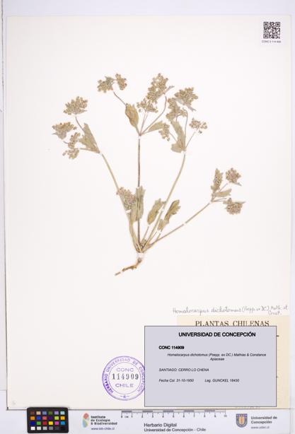 Homalocarpus dichotomus [Espécimen: ]