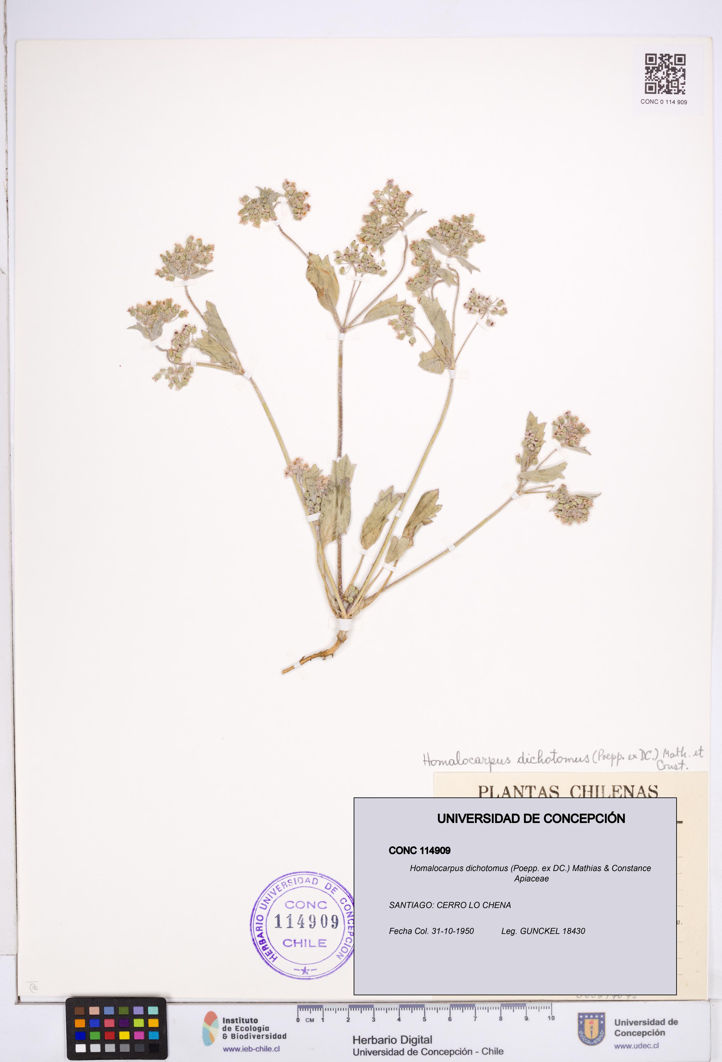 Homalocarpus dichotomus [Espécimen: ]
