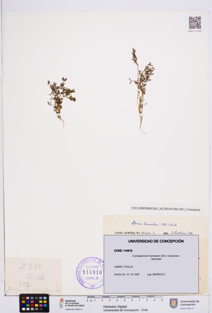 Cyclospermum laciniatum [Espécimen: ]