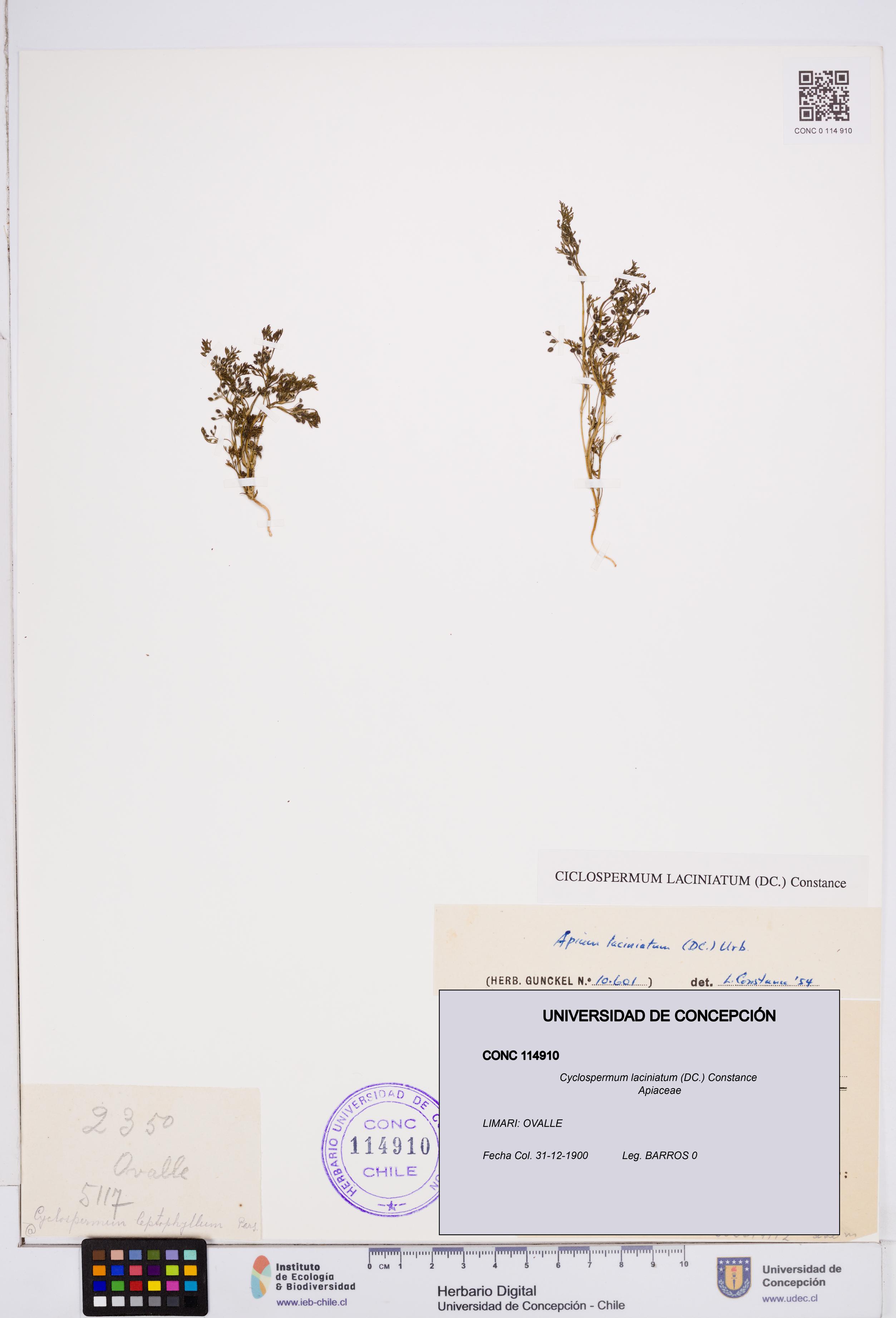 Cyclospermum laciniatum [Espécimen: ]