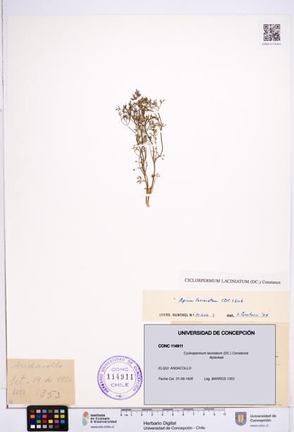 Cyclospermum laciniatum [Espécimen: ]