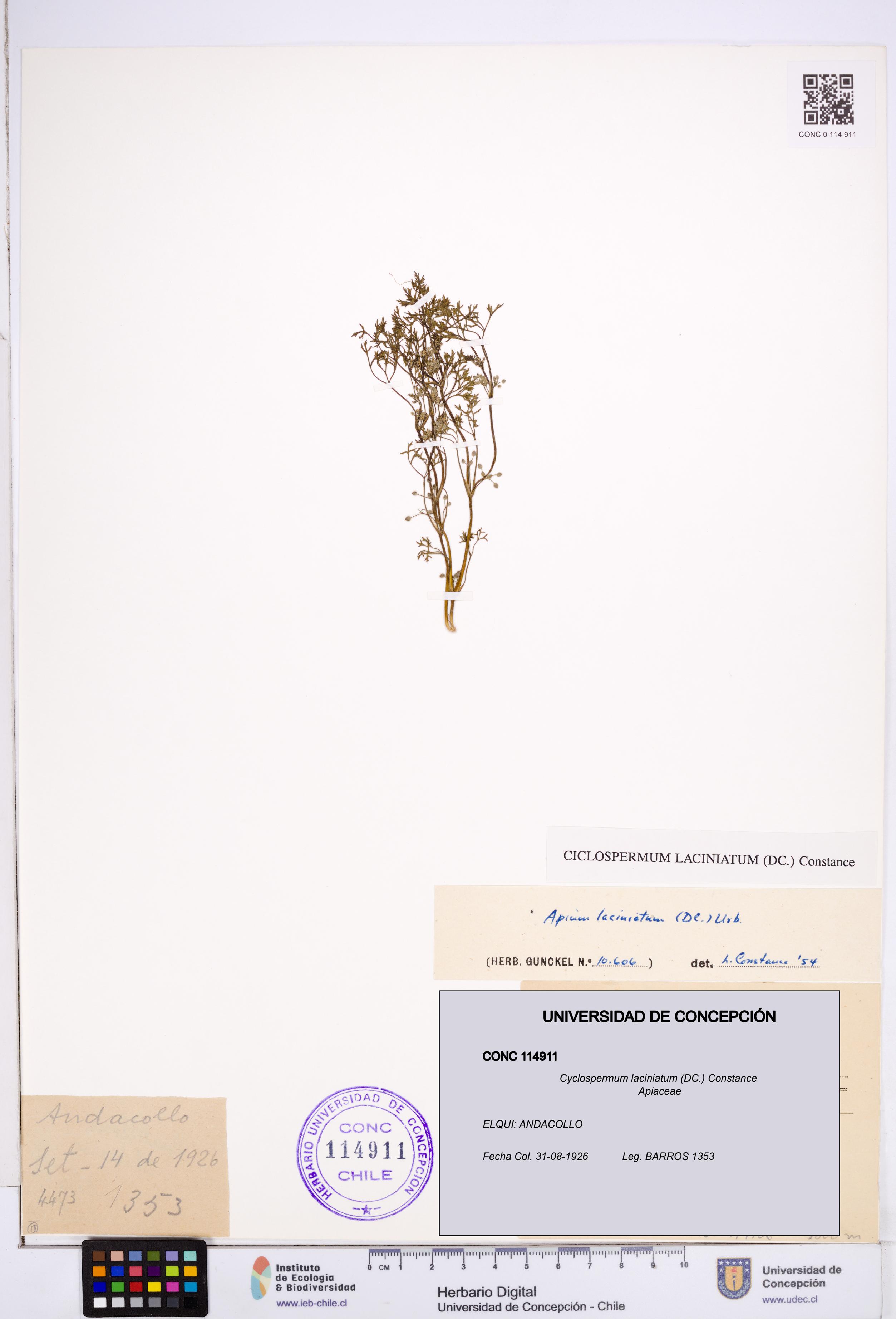 Cyclospermum laciniatum [Espécimen: ]