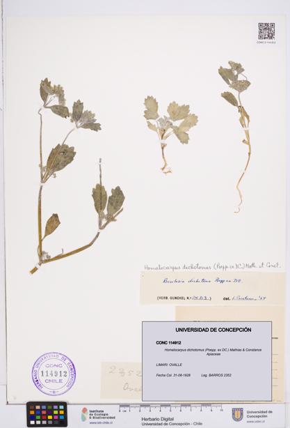 Homalocarpus dichotomus [Espécimen: ]