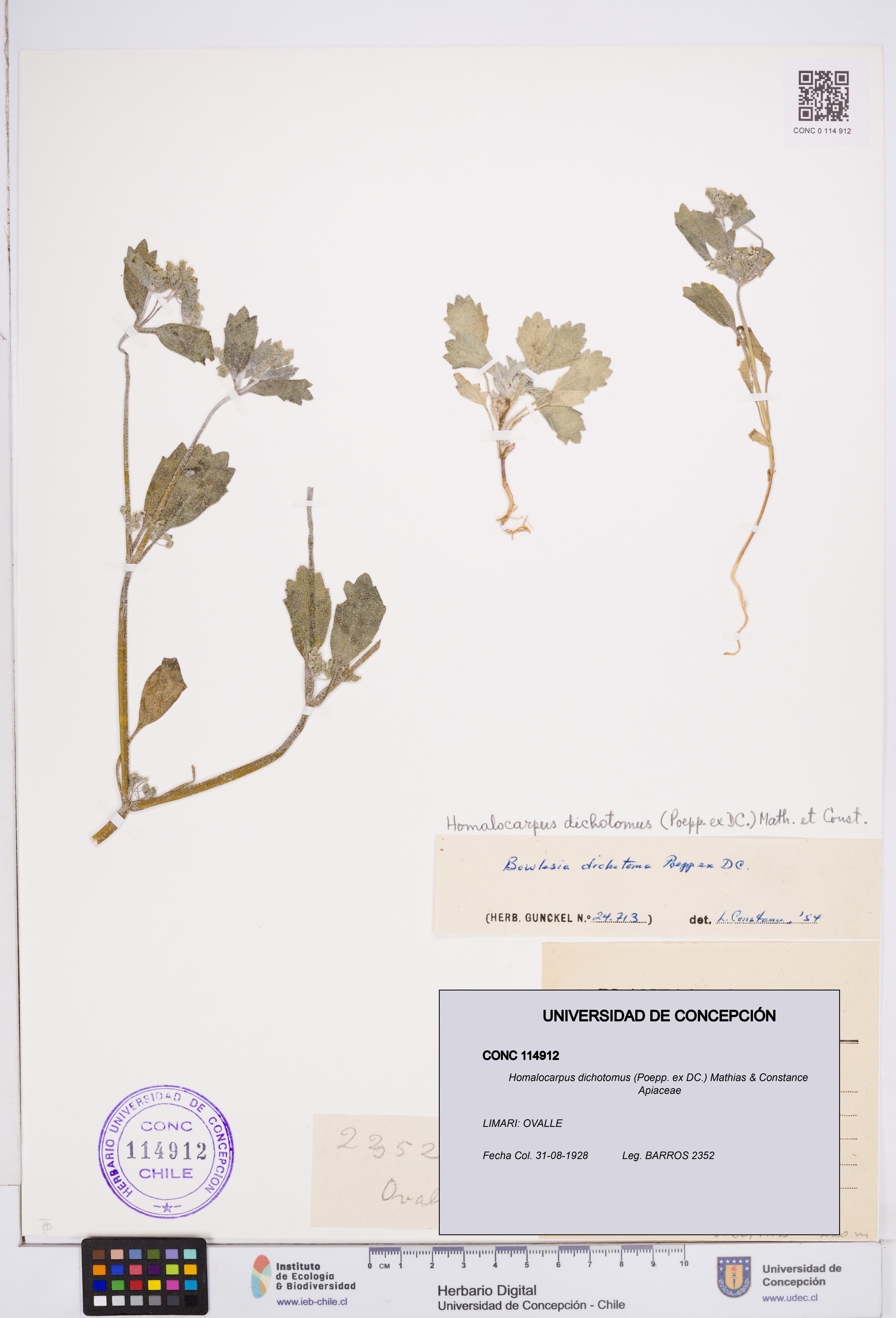Homalocarpus dichotomus [Espécimen: ]