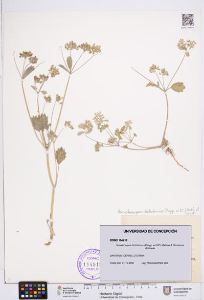 Homalocarpus dichotomus [Espécimen: ]