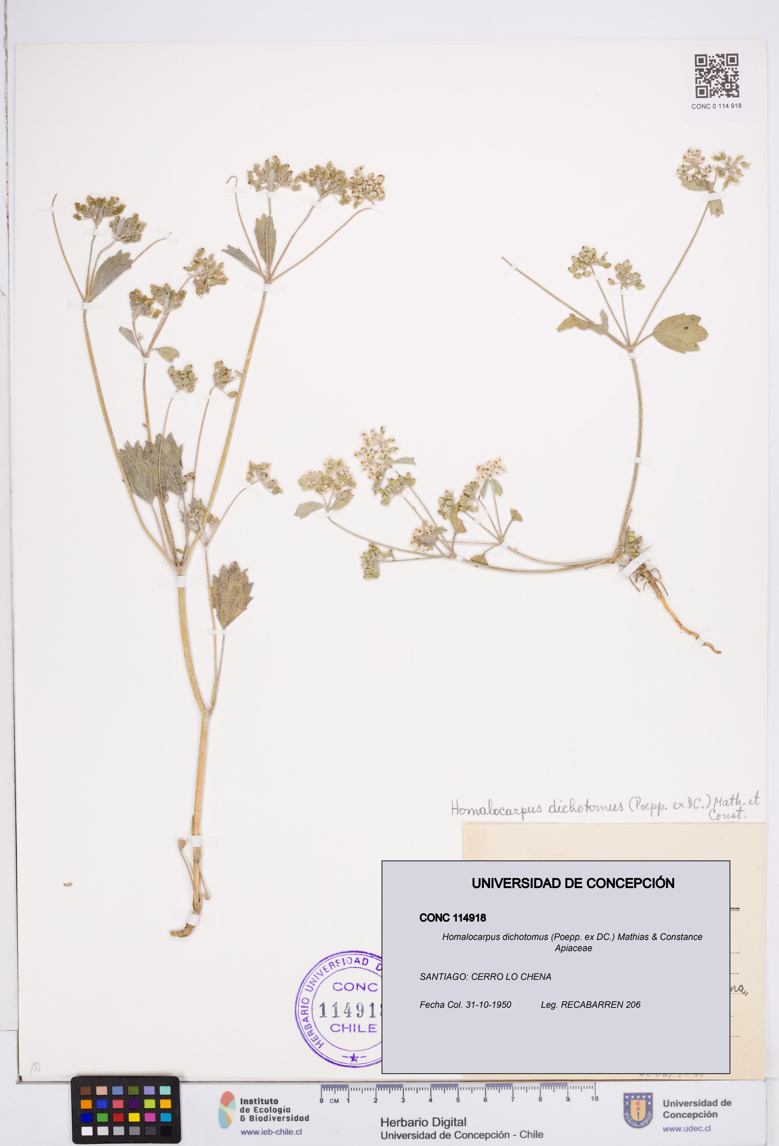 Homalocarpus dichotomus [Espécimen: ]