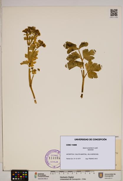 Apium prostratum [Espécimen: ]