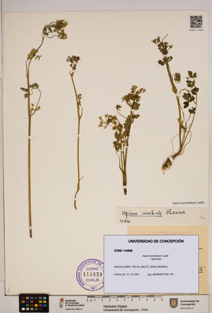 Apium prostratum [Espécimen: ]
