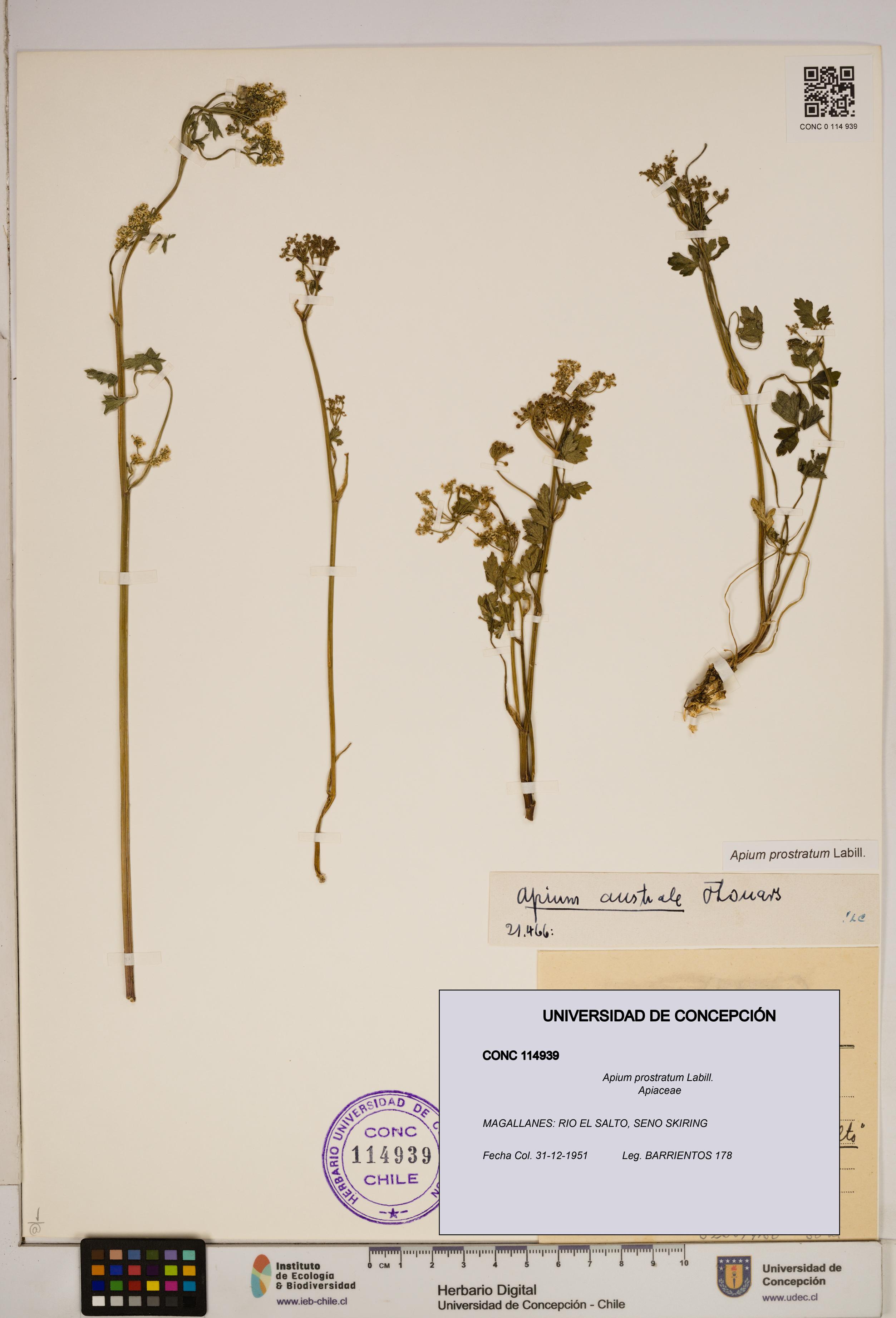 Apium prostratum [Espécimen: ]
