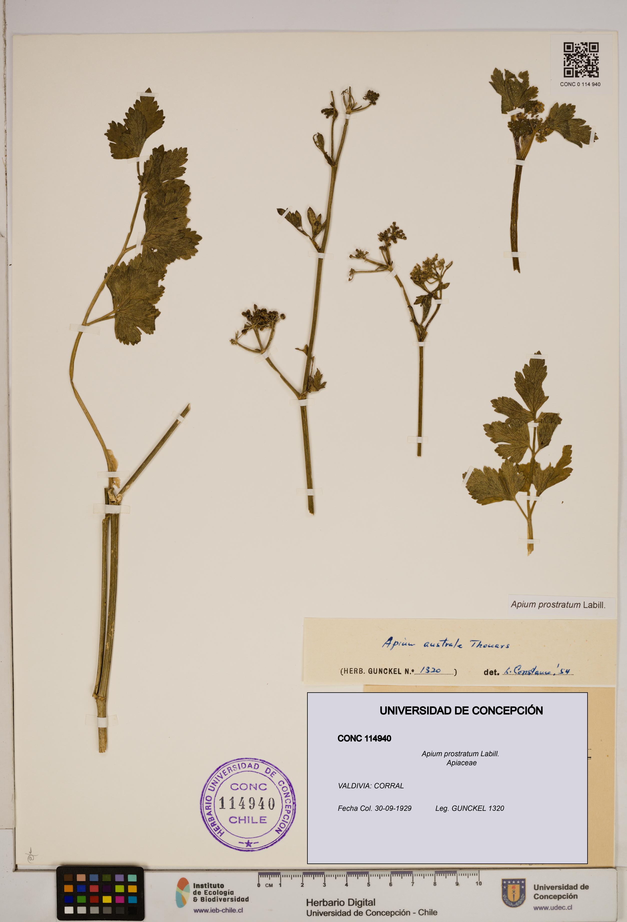 Apium prostratum [Espécimen: ]