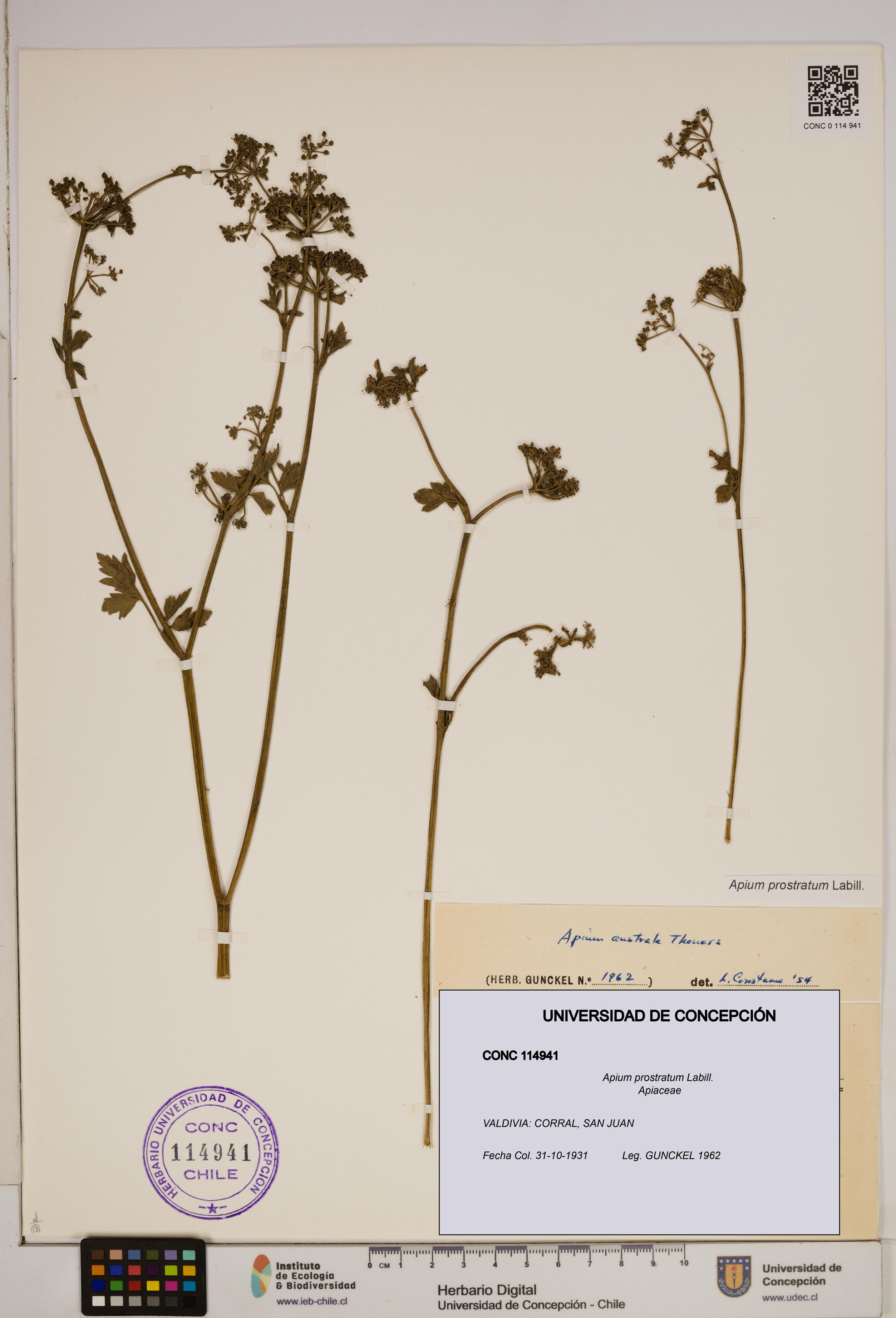 Apium prostratum [Espécimen: ]