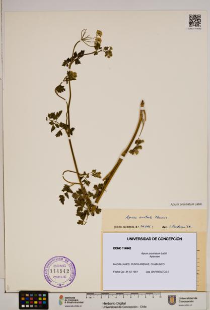 Apium prostratum [Espécimen: ]