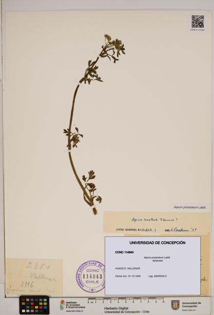 Apium prostratum [Espécimen: ]