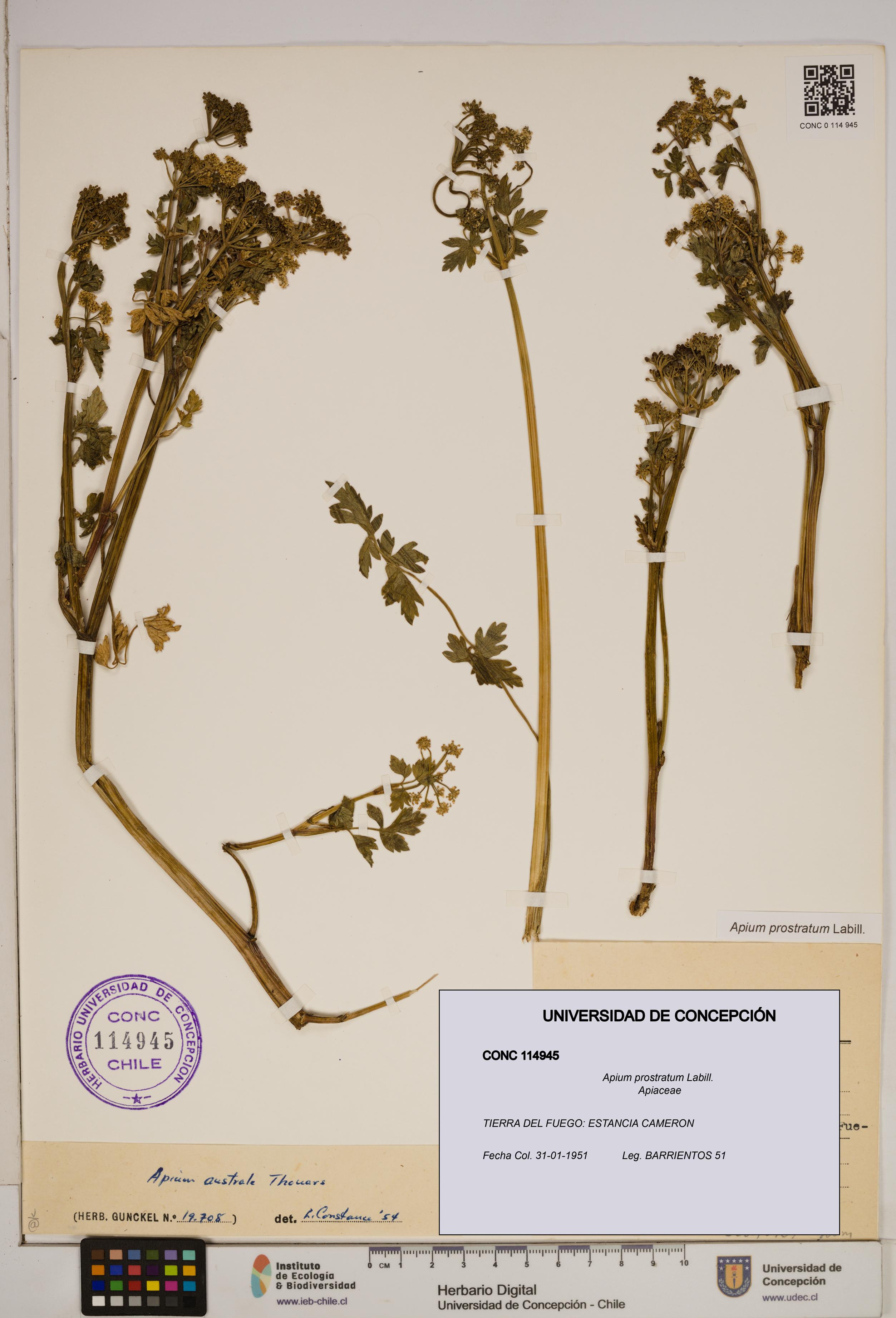 Apium prostratum [Espécimen: ]