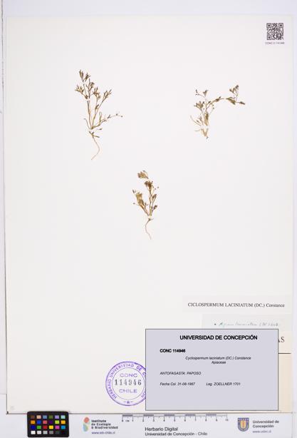 Cyclospermum laciniatum [Espécimen: ]