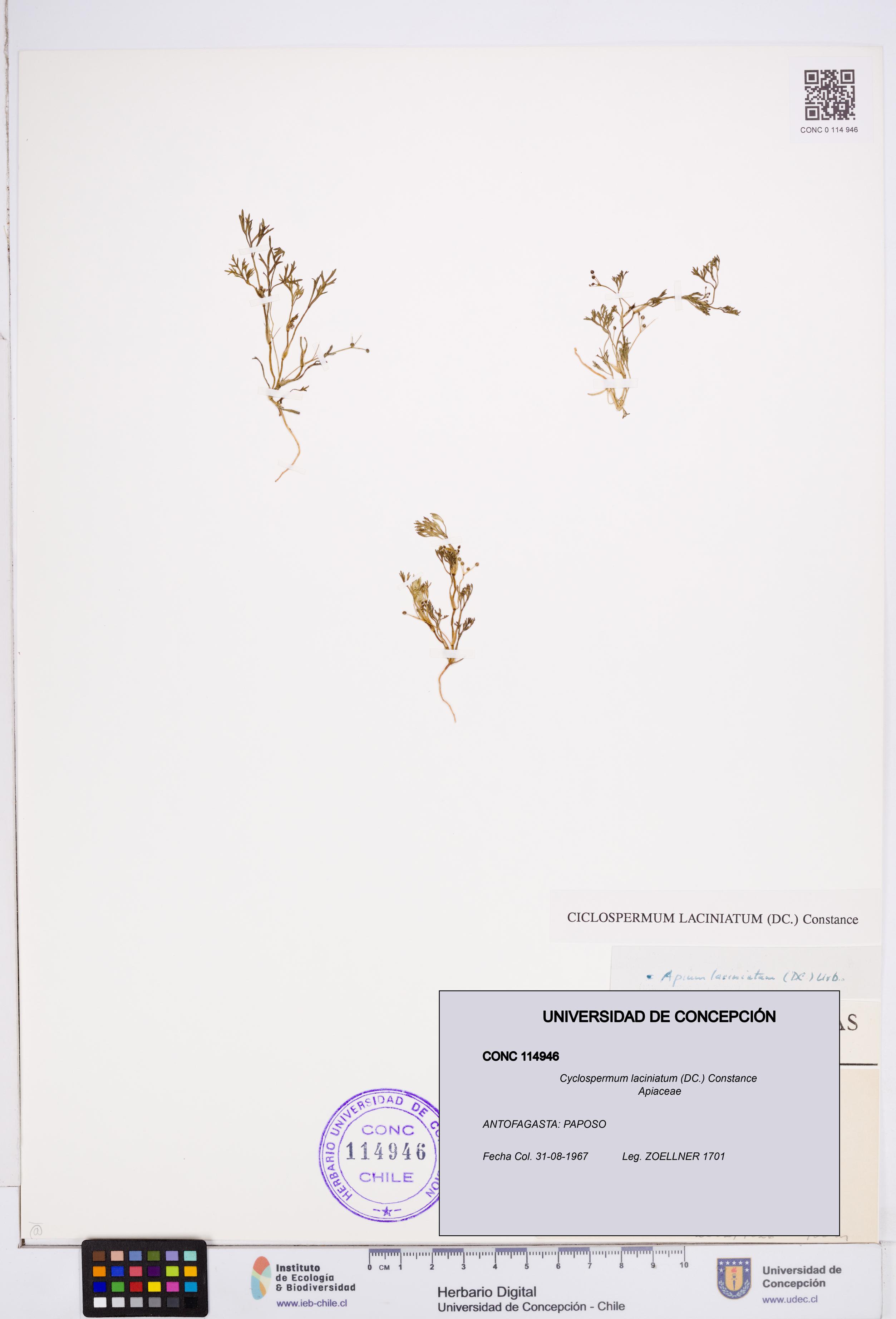 Cyclospermum laciniatum [Espécimen: ]