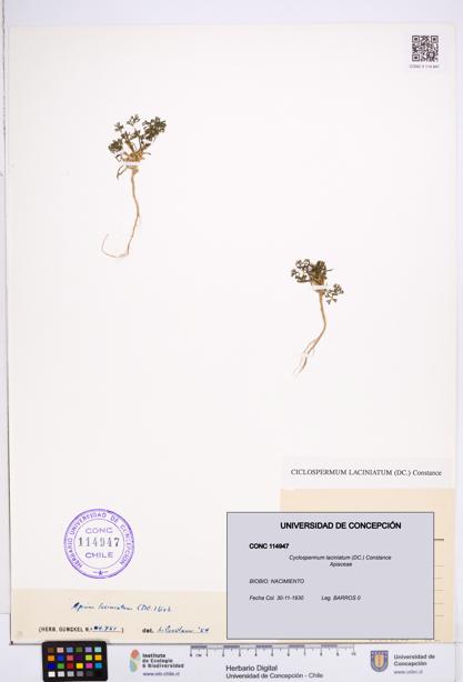 Cyclospermum laciniatum [Espécimen: ]