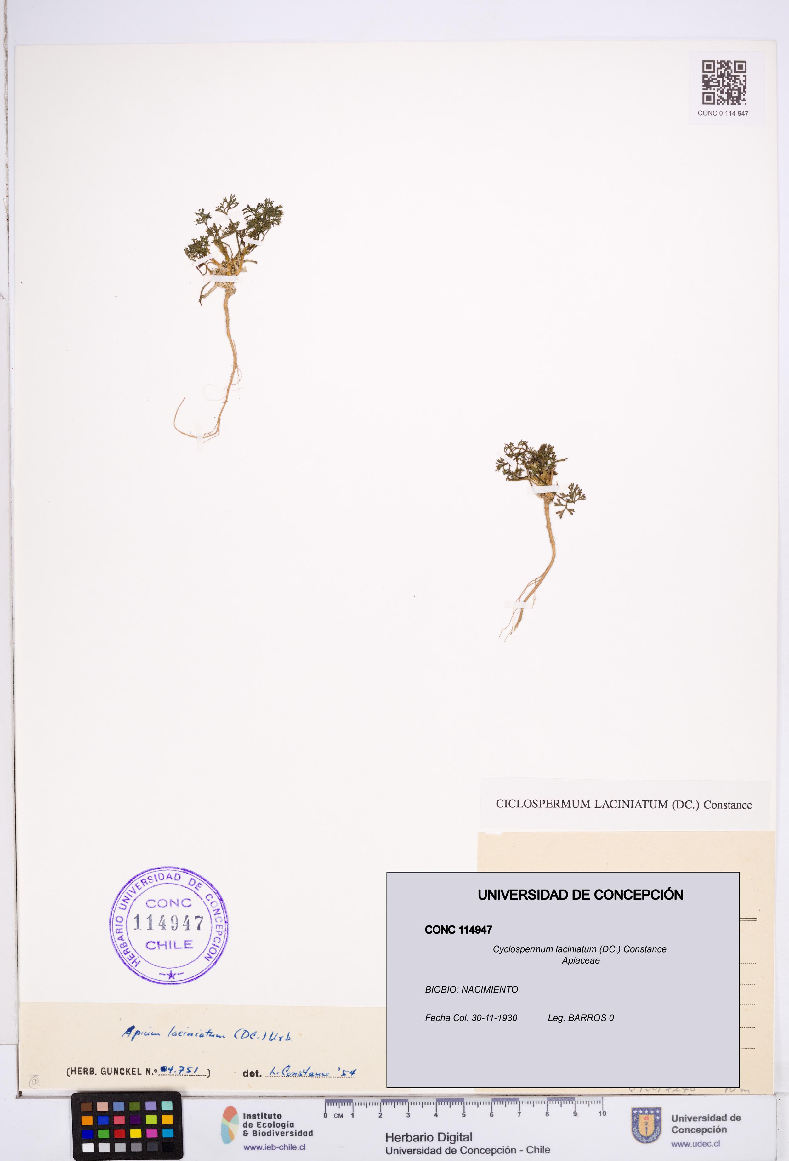 Cyclospermum laciniatum [Espécimen: ]