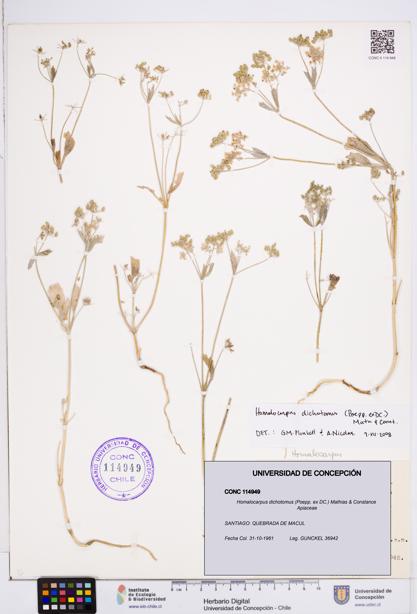 Homalocarpus dichotomus [Espécimen: ]