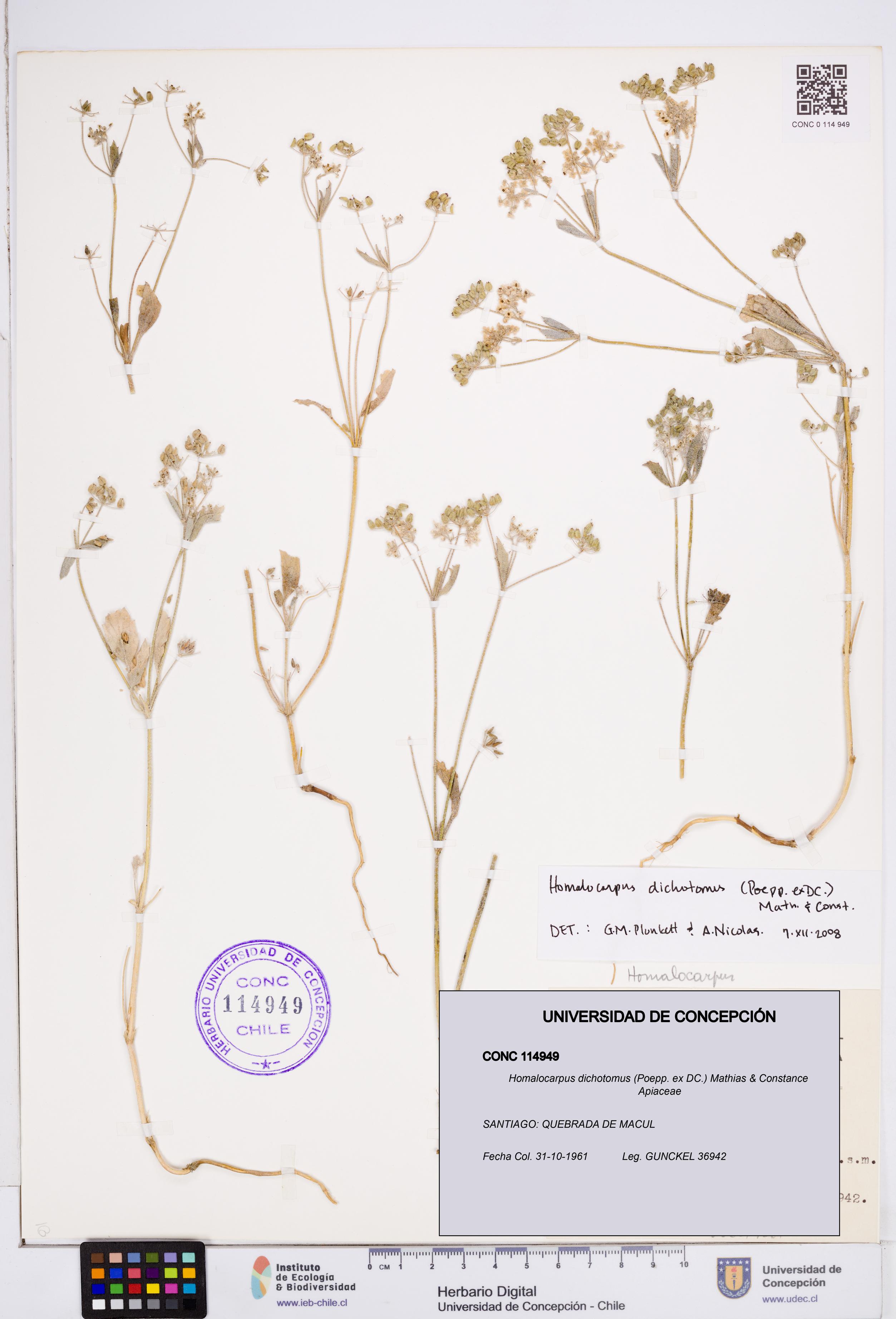 Homalocarpus dichotomus [Espécimen: ]