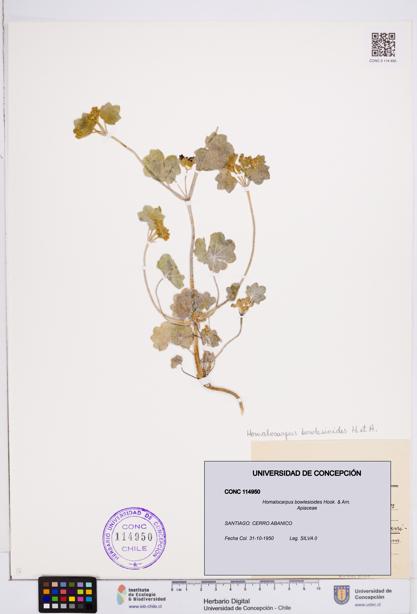 Homalocarpus bowlesioides [Espécimen: ]