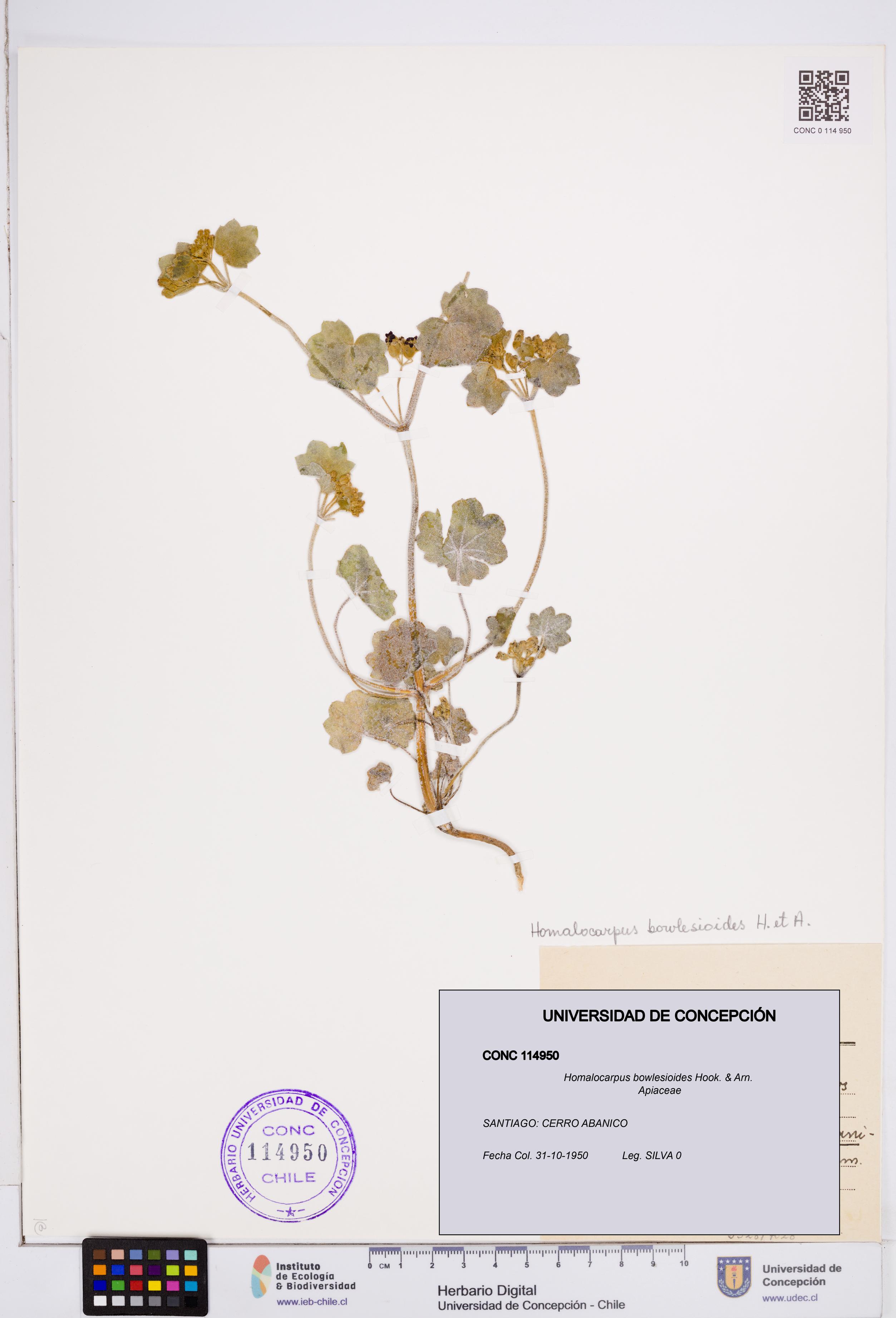 Homalocarpus bowlesioides [Espécimen: ]