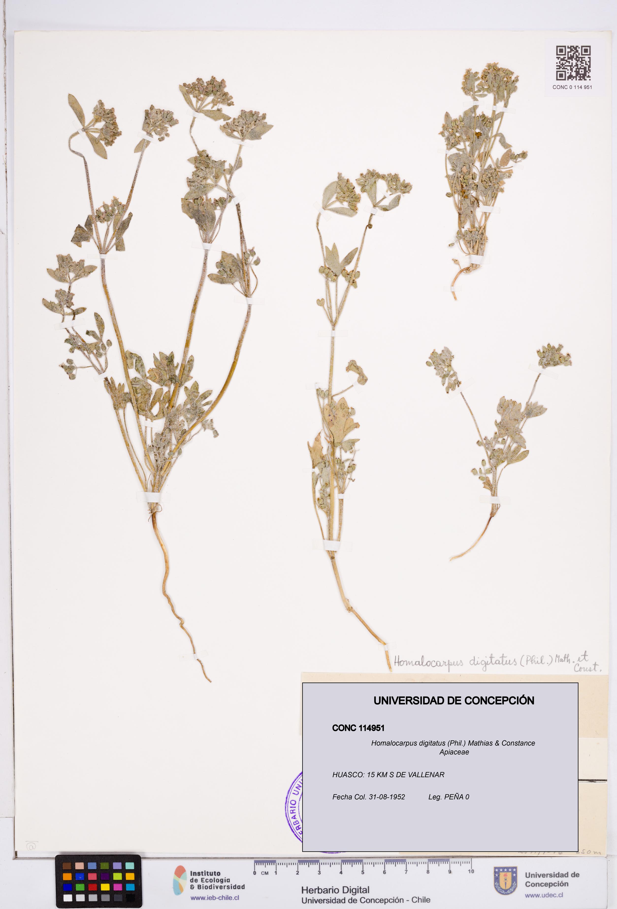 Homalocarpus digitatus [Espécimen: ]