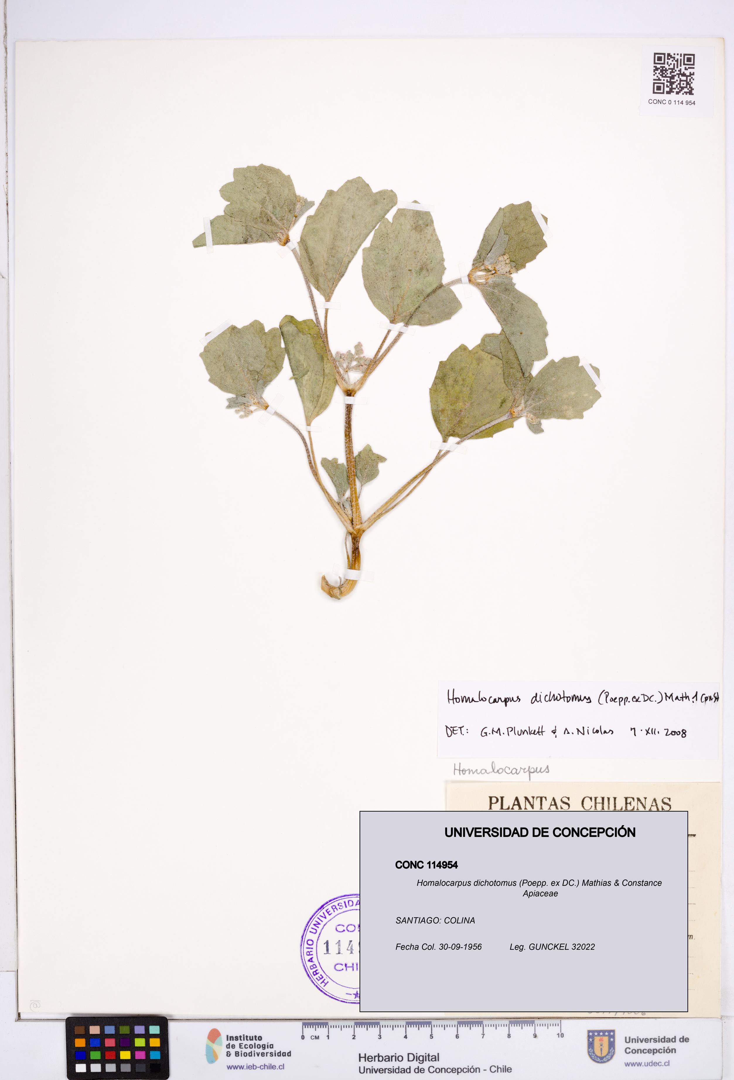 Homalocarpus dichotomus [Espécimen: ]