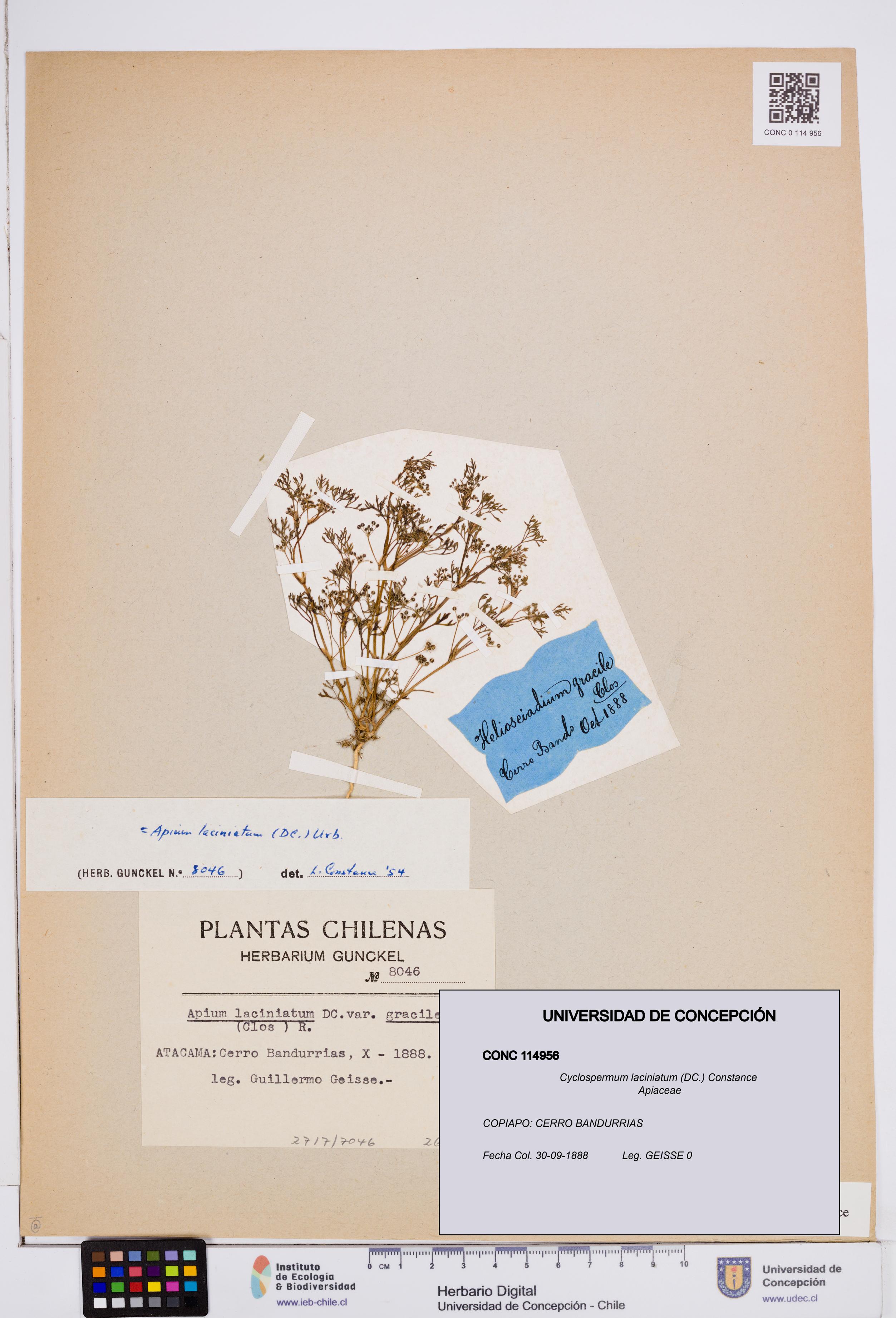 Cyclospermum laciniatum [Espécimen: ]