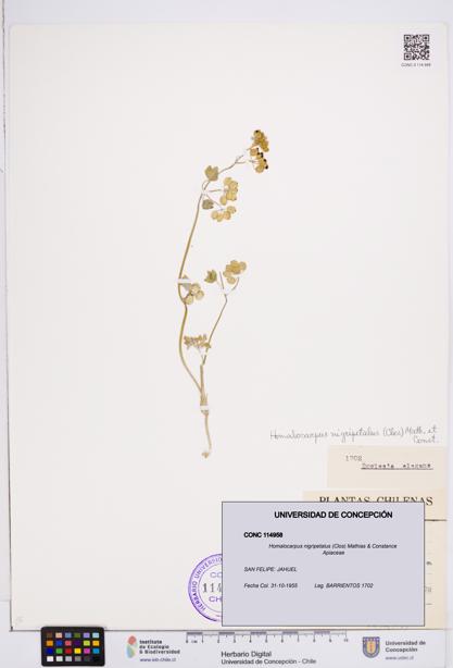 Homalocarpus nigripetalus [Espécimen: ]