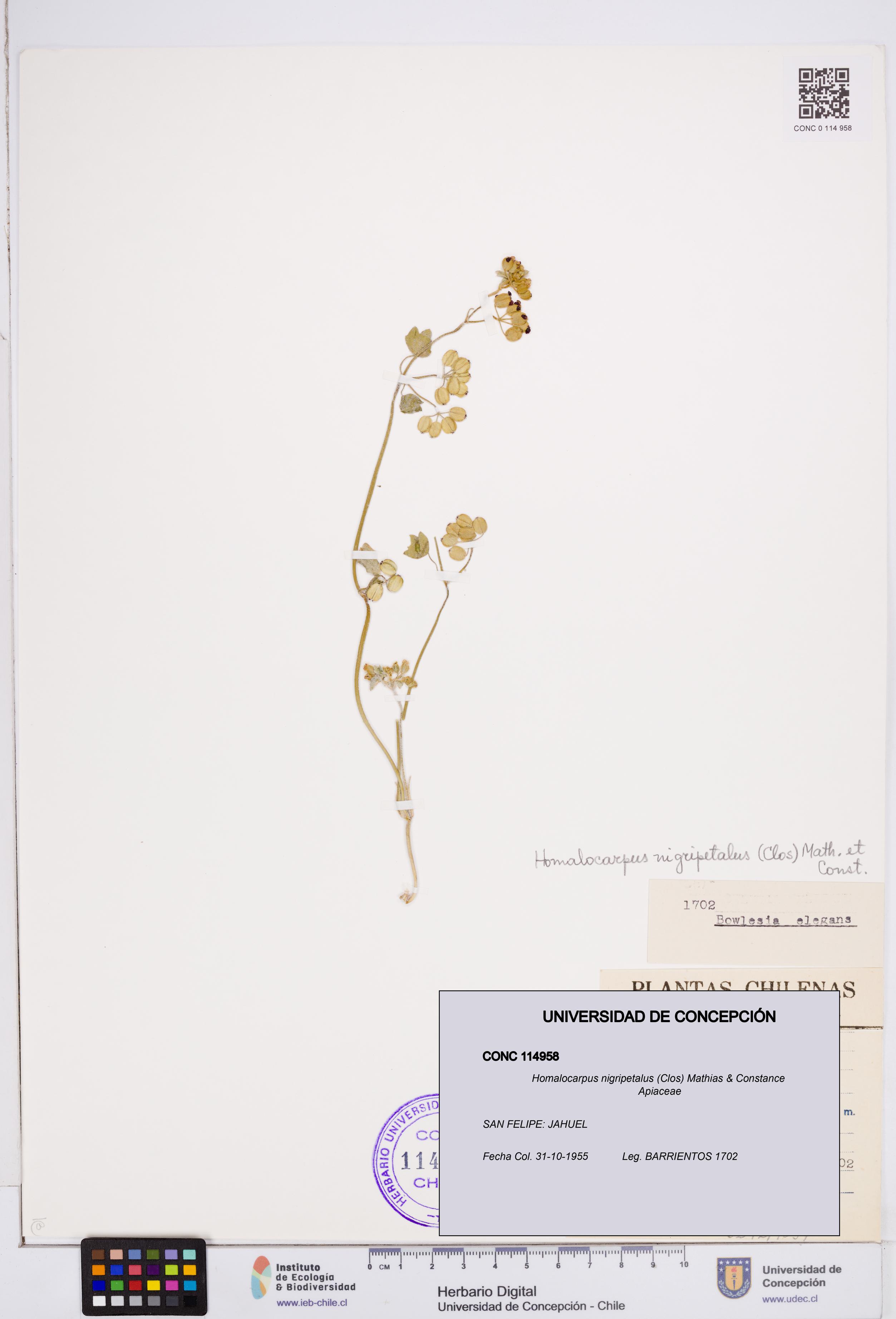 Homalocarpus nigripetalus [Espécimen: ]