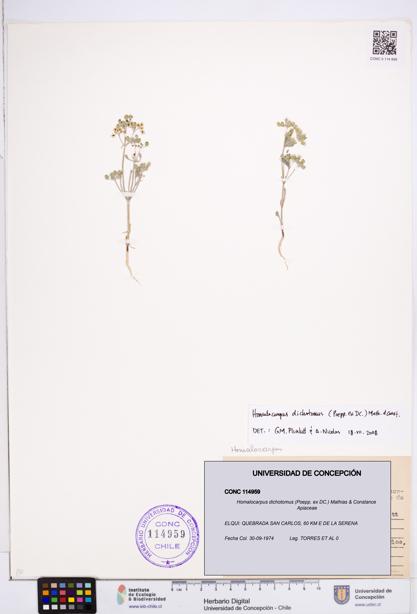 Homalocarpus dichotomus [Espécimen: ]
