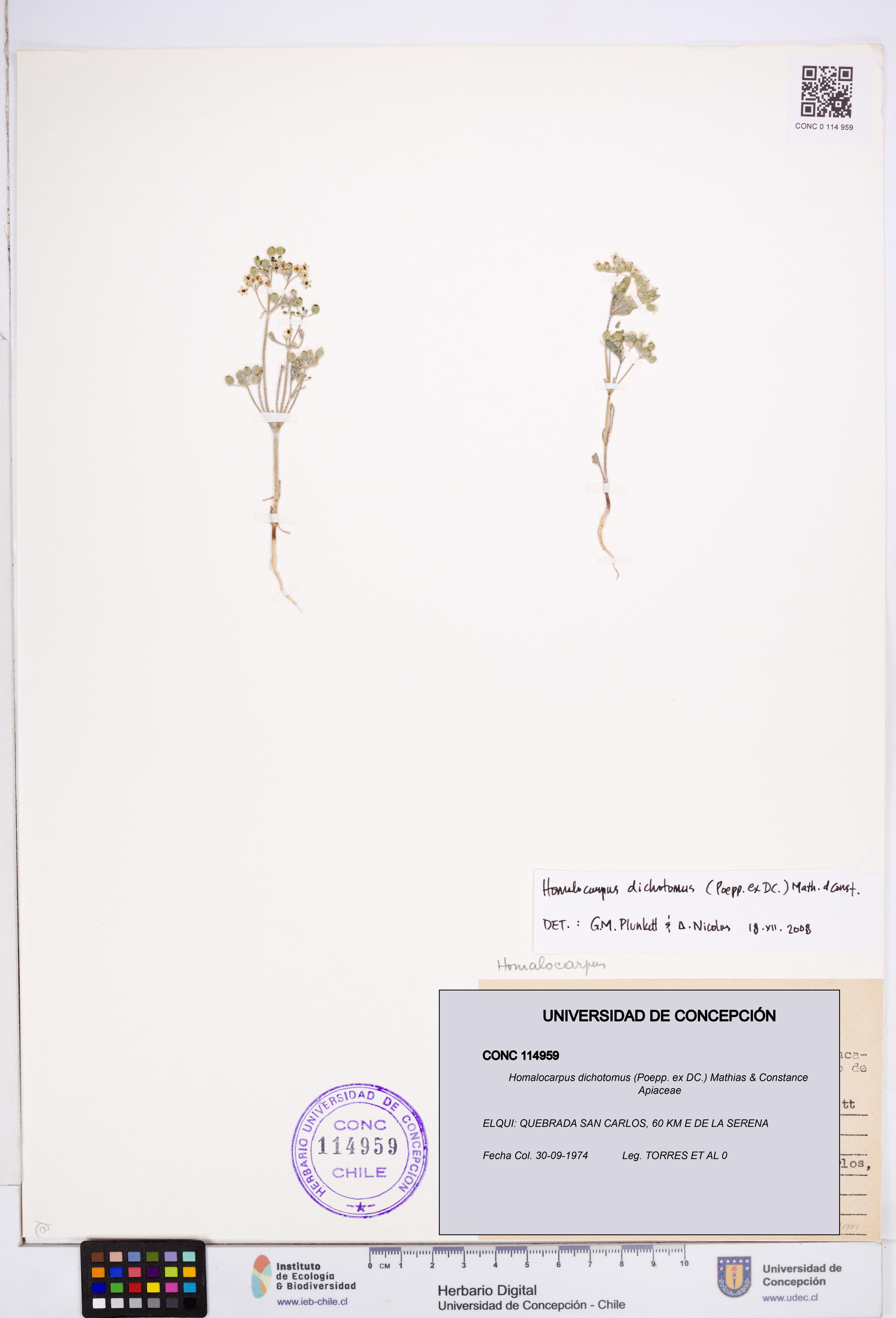 Homalocarpus dichotomus [Espécimen: ]