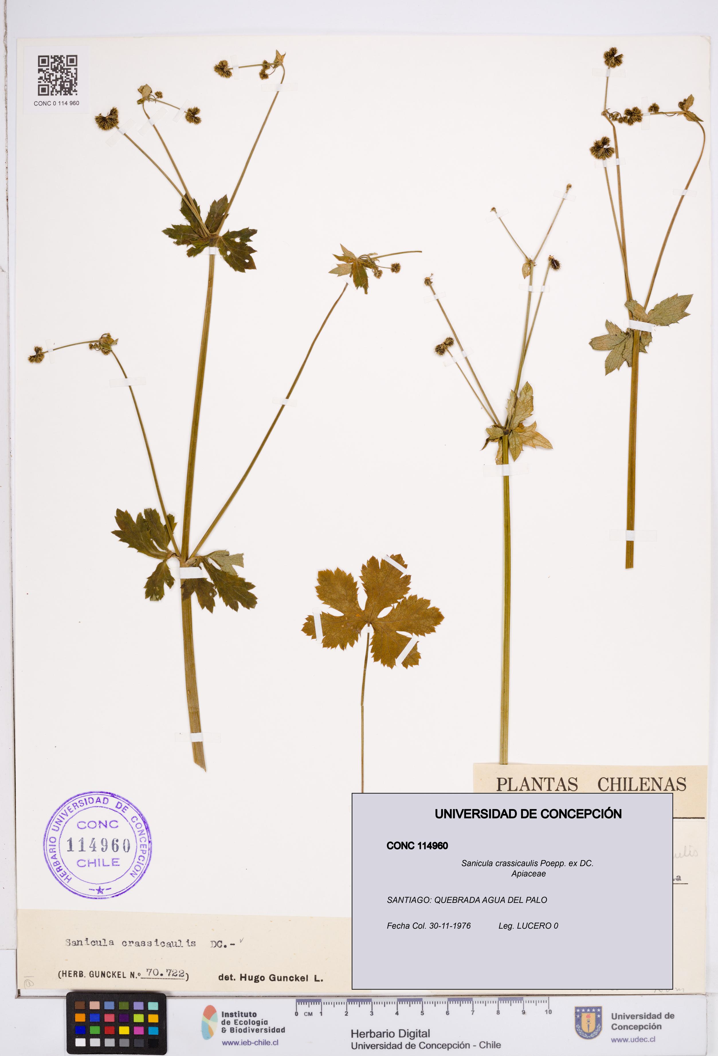 Sanicula crassicaulis [Espécimen: ]