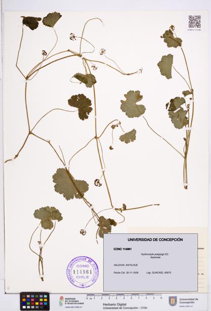 Hydrocotyle poeppigii [Espécimen: ]