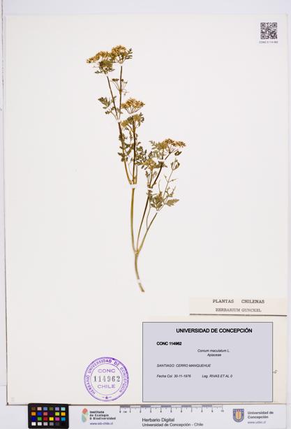 Conium maculatum [Espécimen: ]