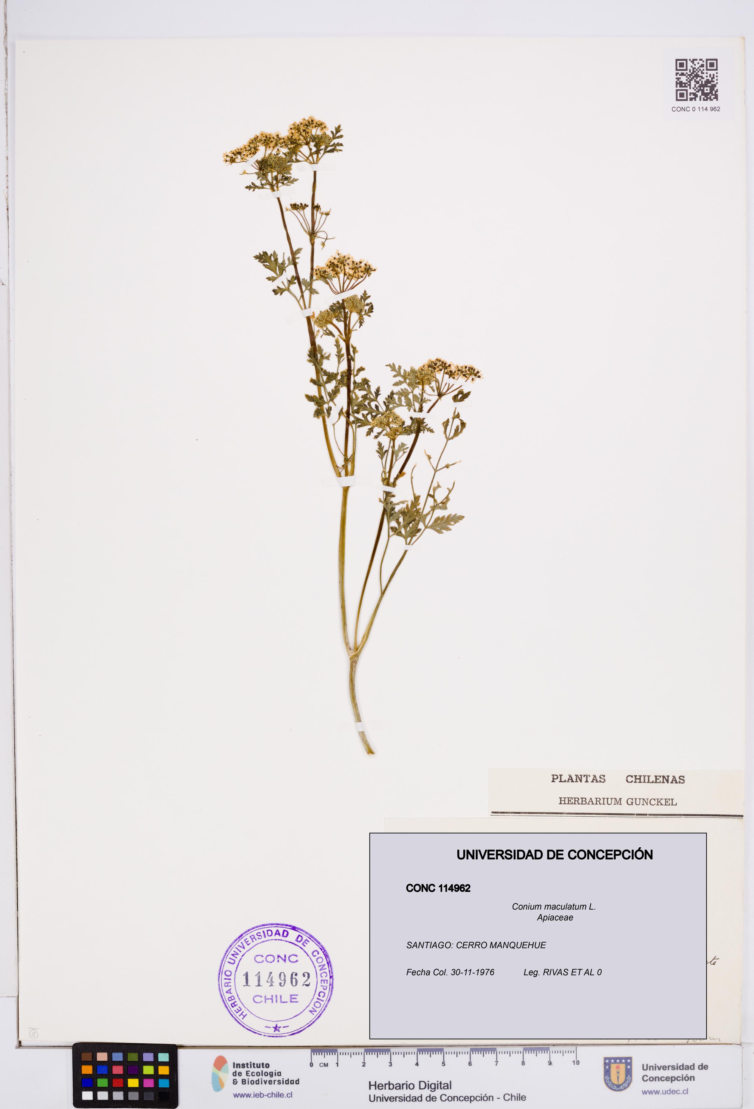 Conium maculatum [Espécimen: ]