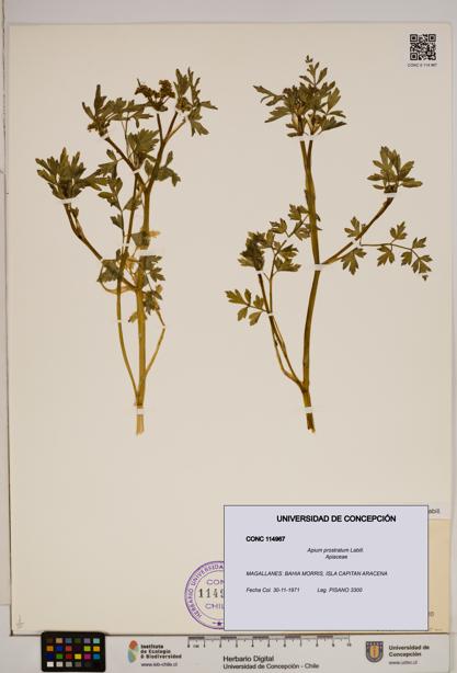Apium prostratum [Espécimen: ]