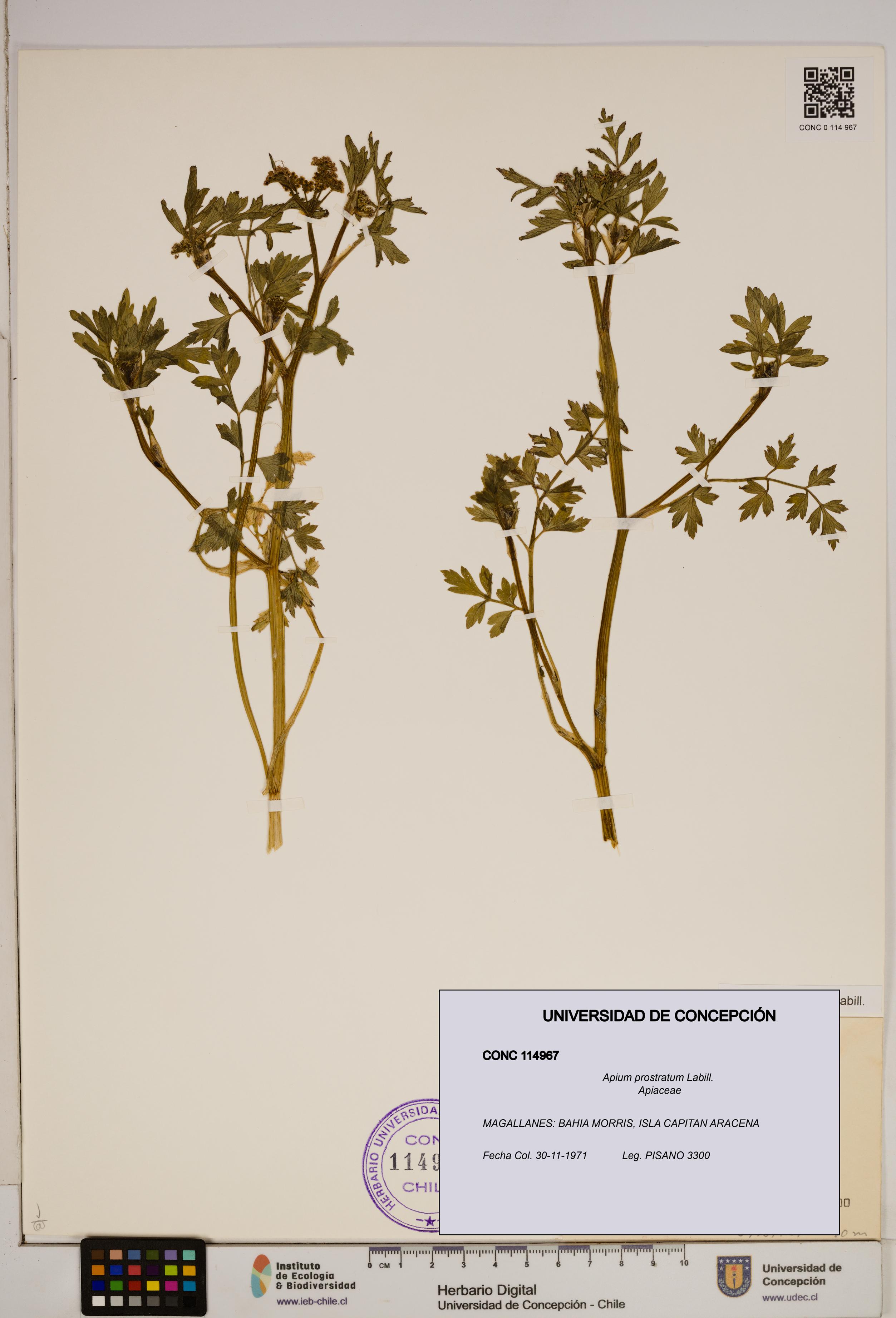 Apium prostratum [Espécimen: ]
