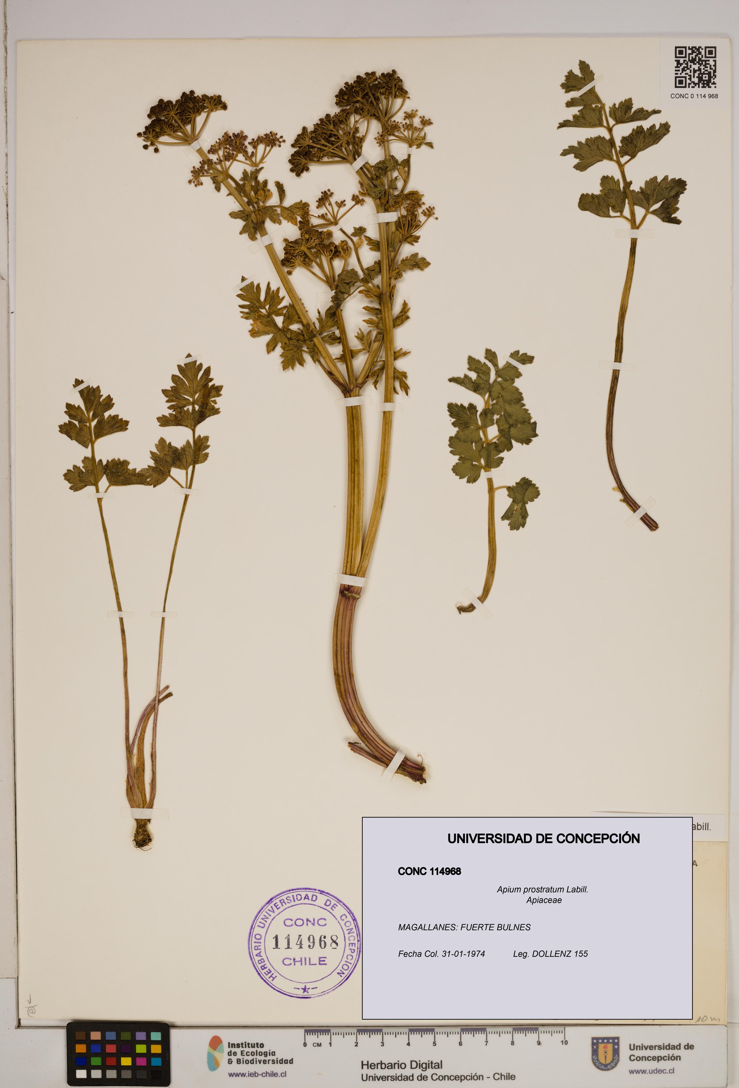 Apium prostratum [Espécimen: ]
