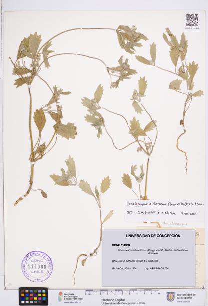 Homalocarpus dichotomus [Espécimen: ]