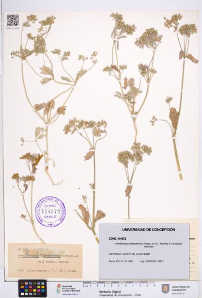Homalocarpus dichotomus [Espécimen: ]
