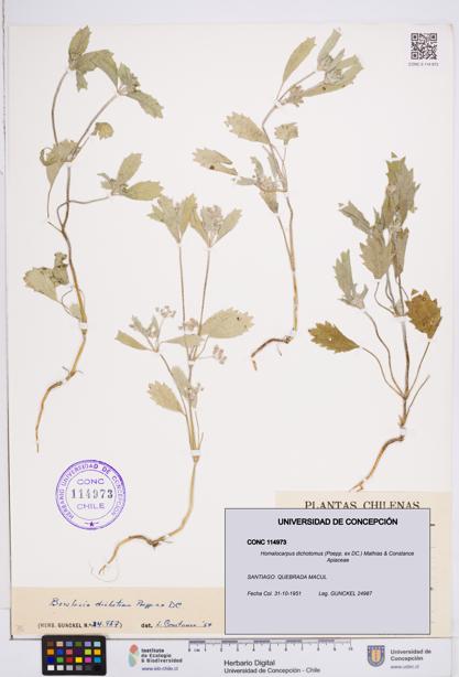 Homalocarpus dichotomus [Espécimen: ]
