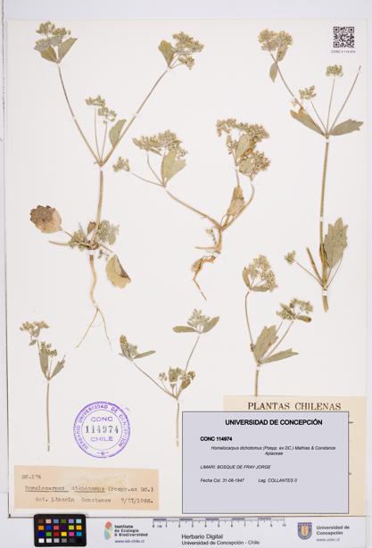 Homalocarpus dichotomus [Espécimen: ]