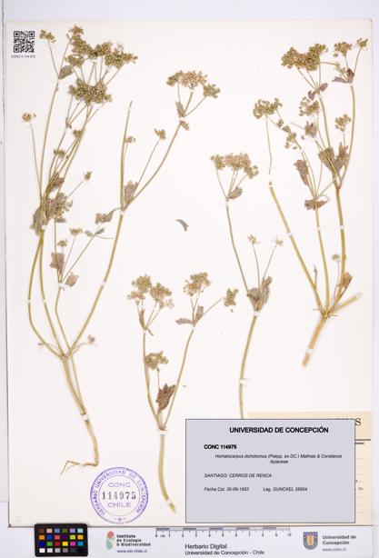 Homalocarpus dichotomus [Espécimen: ]