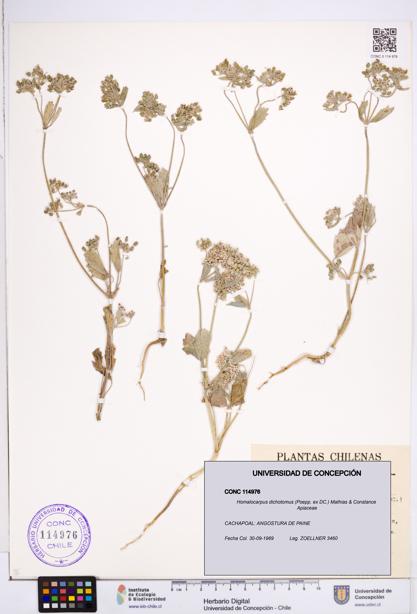 Homalocarpus dichotomus [Espécimen: ]
