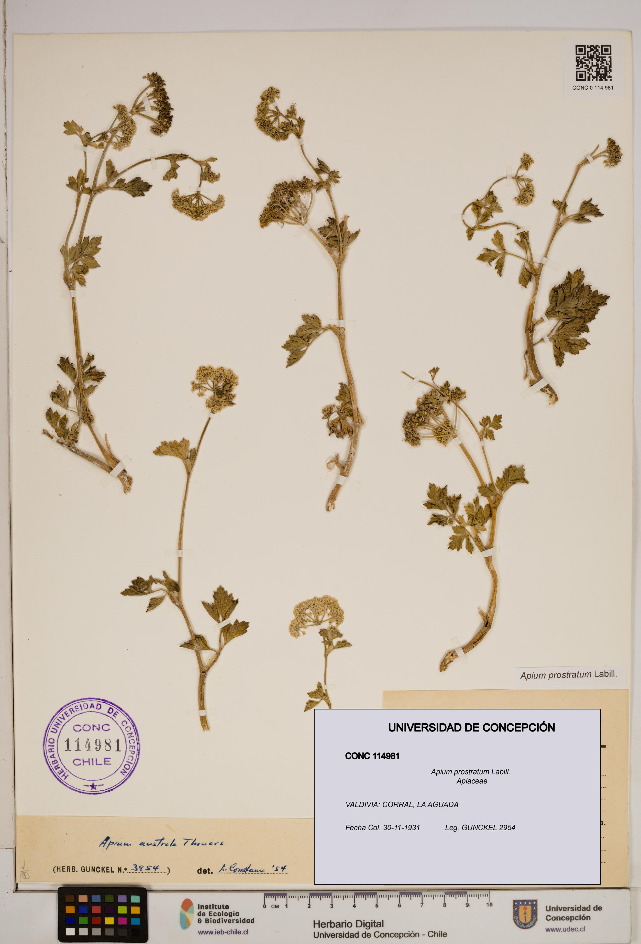 Apium prostratum [Espécimen: ]