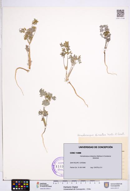 Homalocarpus dissectus [Espécimen: ]