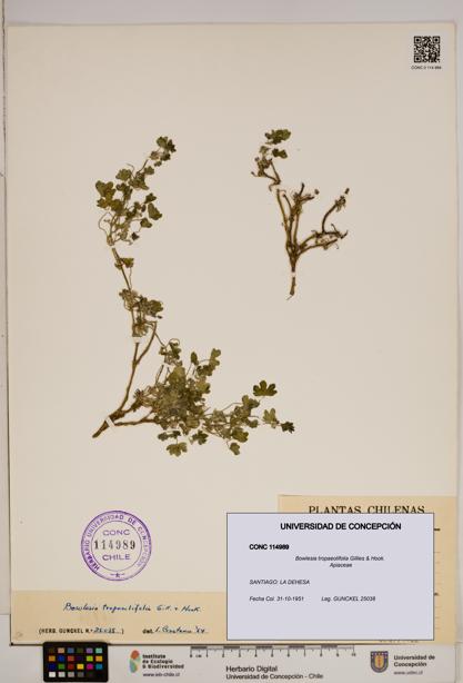 Bowlesia tropaeolifolia [Espécimen: ]